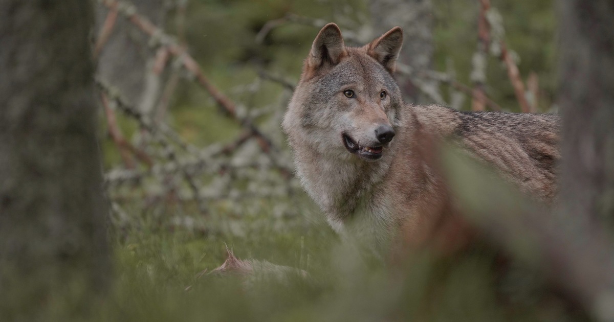 De toekomst van de wolf in Nederland