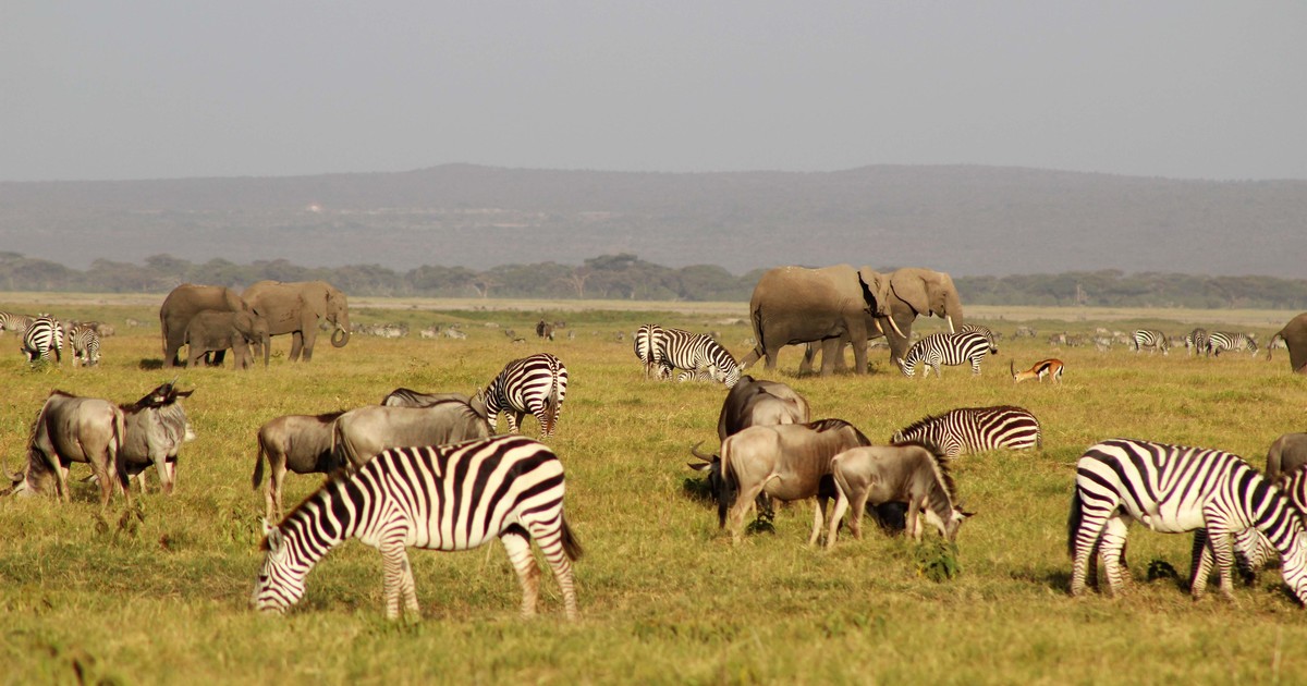 4 key IFAW priorities for the CBD Global Biodiversity Framework