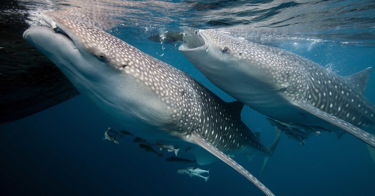 These Baby Shark Rays Are Among the Most Threatened Marine Life on the  Planet. Shedd Aquarium is Providing Safe Harbor, Chicago News