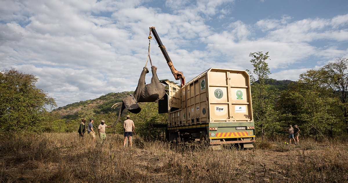How do you move an elephant? IFAW