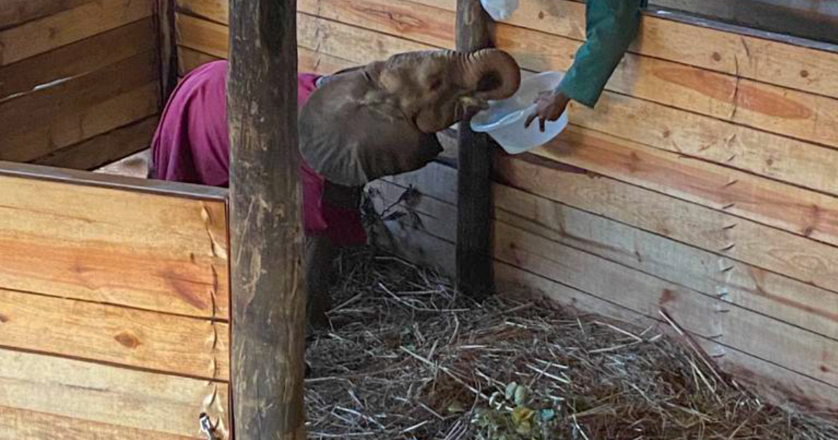 Community care save life of elephant calf in Zambia - Vimarsana News