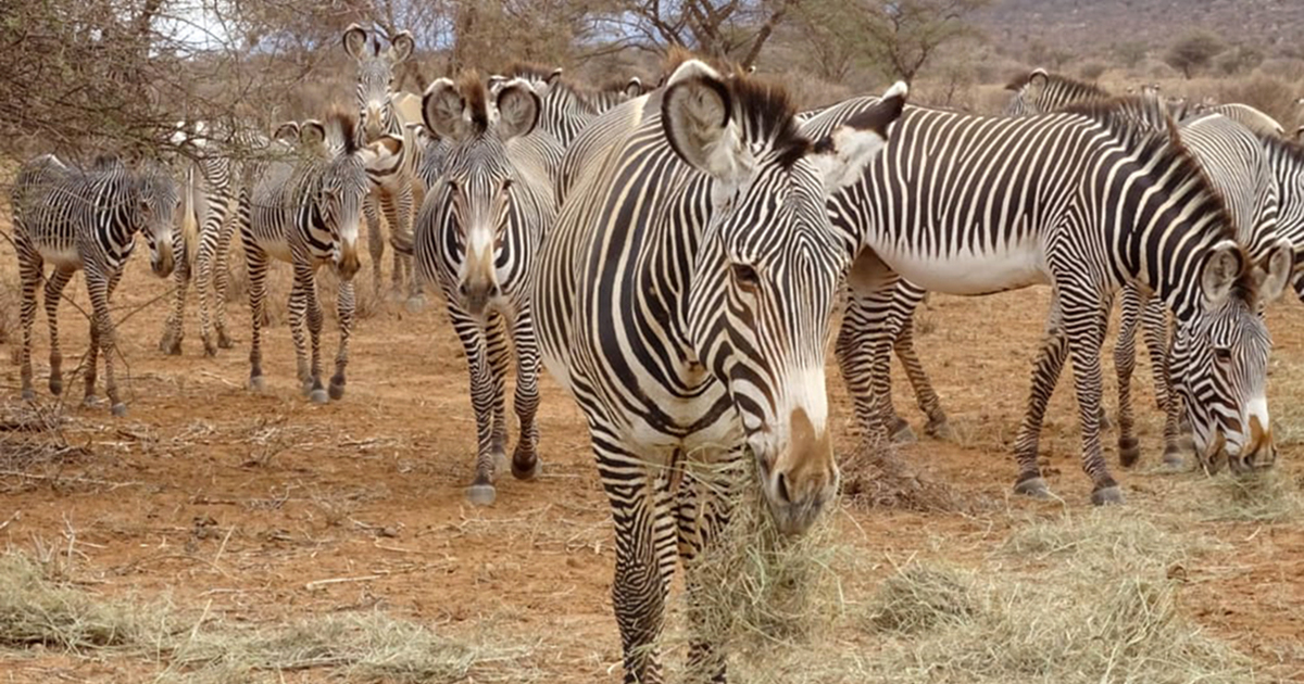 drought in Kenya threatens survival of Grevy's zebras