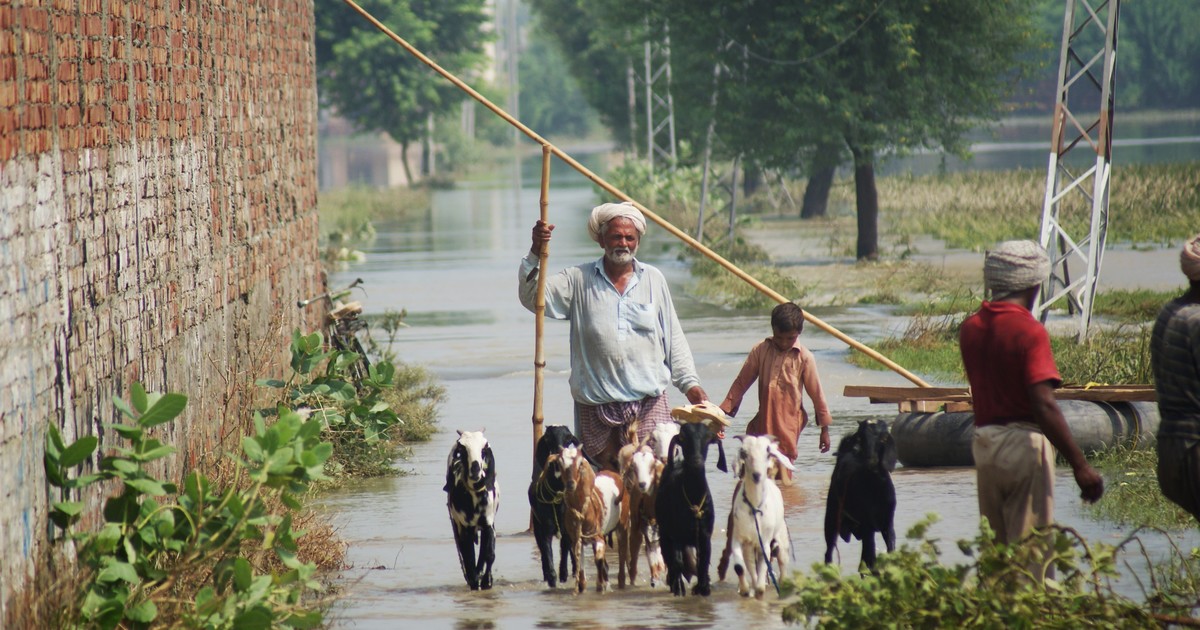 catastrophic flooding in Pakistan—ifaw rushes aid