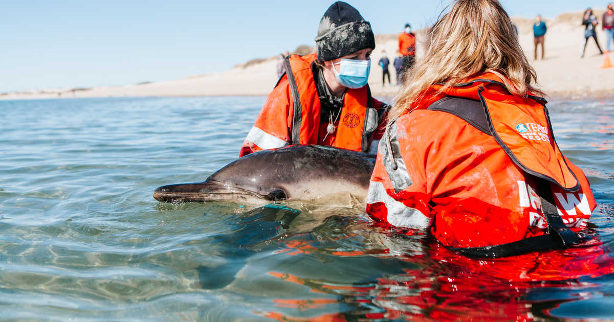 red dolphins