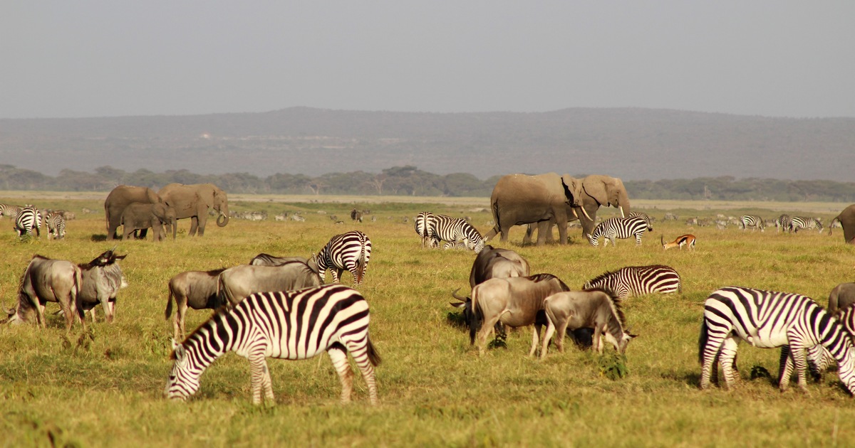 What is an ecosystem engineer? IFAW