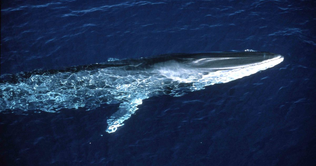 148 fin whales killed in Iceland this season - Vimarsana News
