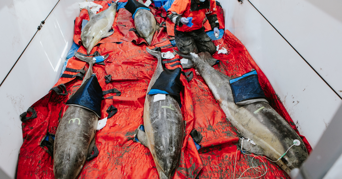 50 years of the Marine Mammal Protection Act in the US