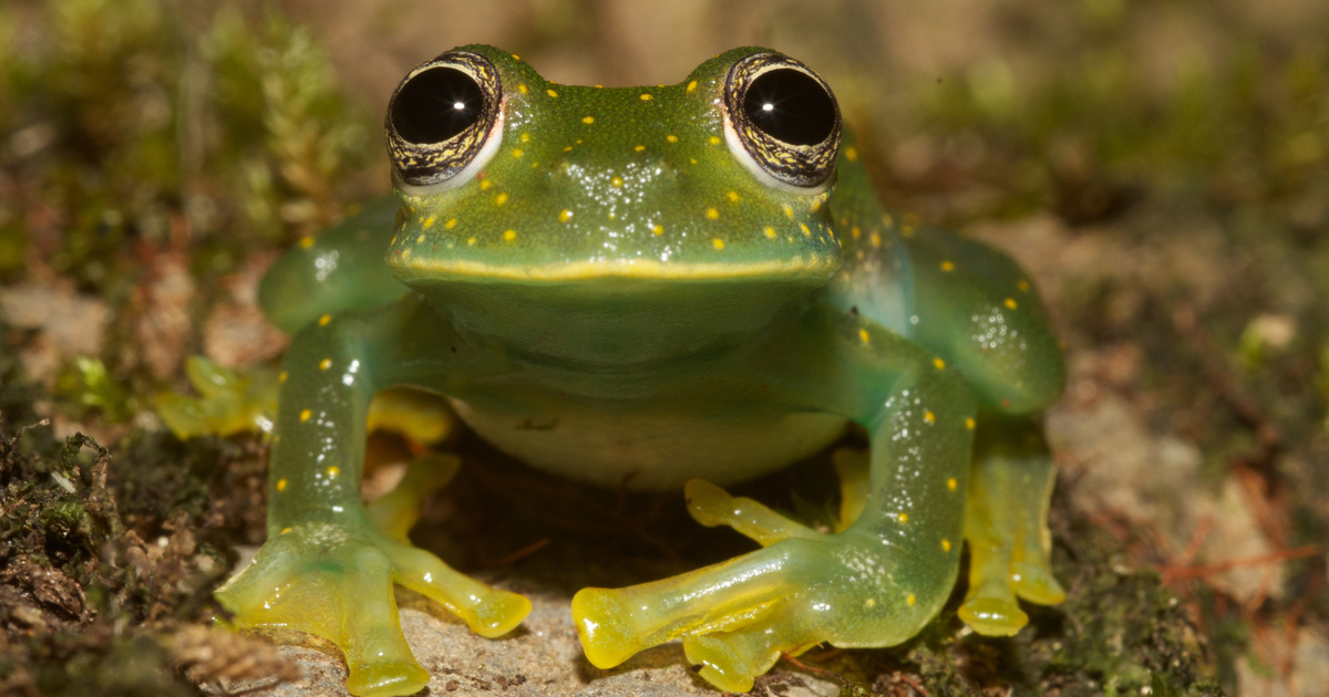 FAQ about glass frogs