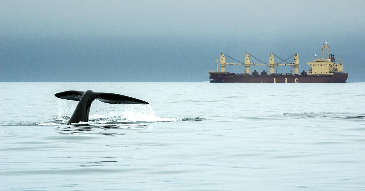 slower ship speeds help blue whales hear each other