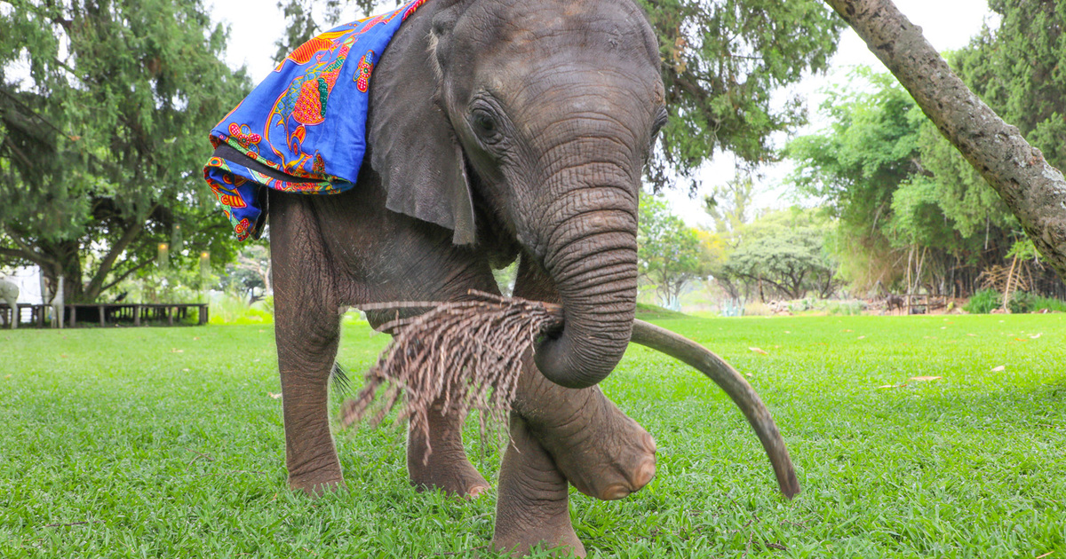 meet Beatrix, the unstoppable orphaned elephant calf