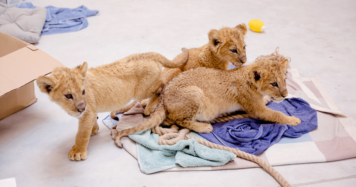 ifaw rescues big cat cubs from Ukraine | IFAW