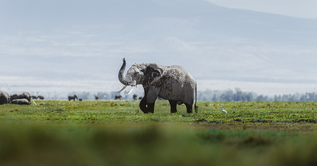 World Governments Reject Bid To Reopen Ivory Trade   DonalBoyd 2018 09 AmboseliNP Kenya CommunityEngagement Rangers DJB08032 Reduced 