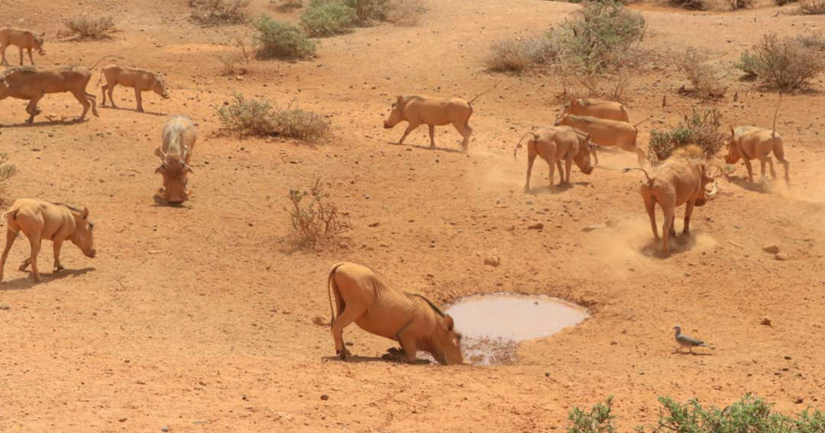 extreme drought threatens animals and people in East Africa
