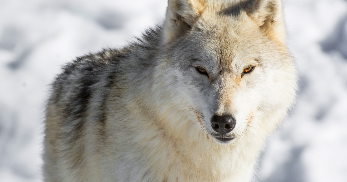 poisoning wolves will not protect Canada’s threatened caribou