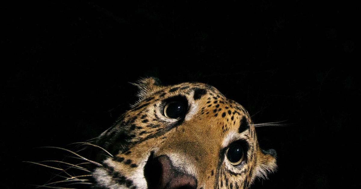 Black jaguar 1080P, 2K, 4K, 5K HD wallpapers free download | Wallpaper Flare