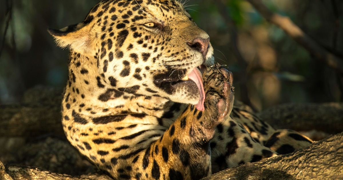 protecting the jaguar, the largest big cat in the Americas