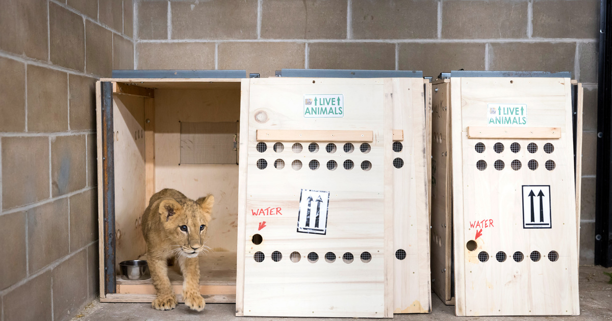 lion cubs rescued from Ukraine arrive at sanctuary in the United