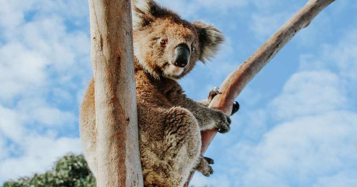 Nature law reform to transform Australia's environmental record - Vimarsana News