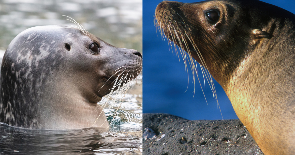 Wat is het verschil tussen een zeehond en zeeleeuw?