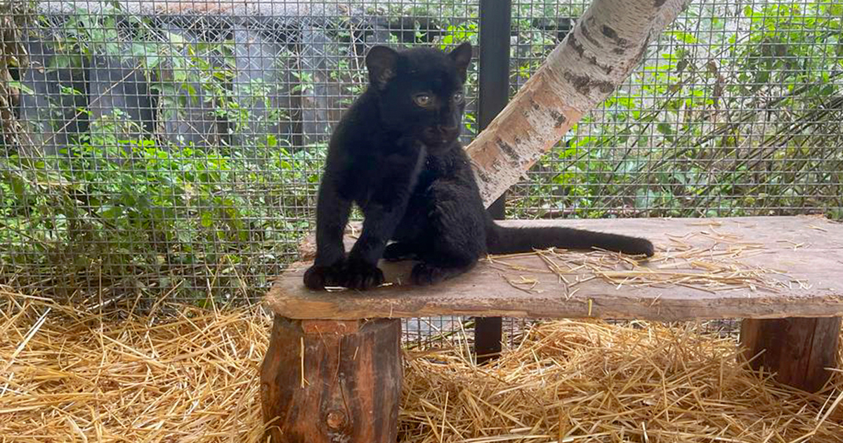 leopard cub rescued from Ukraine moves to rescue center in France