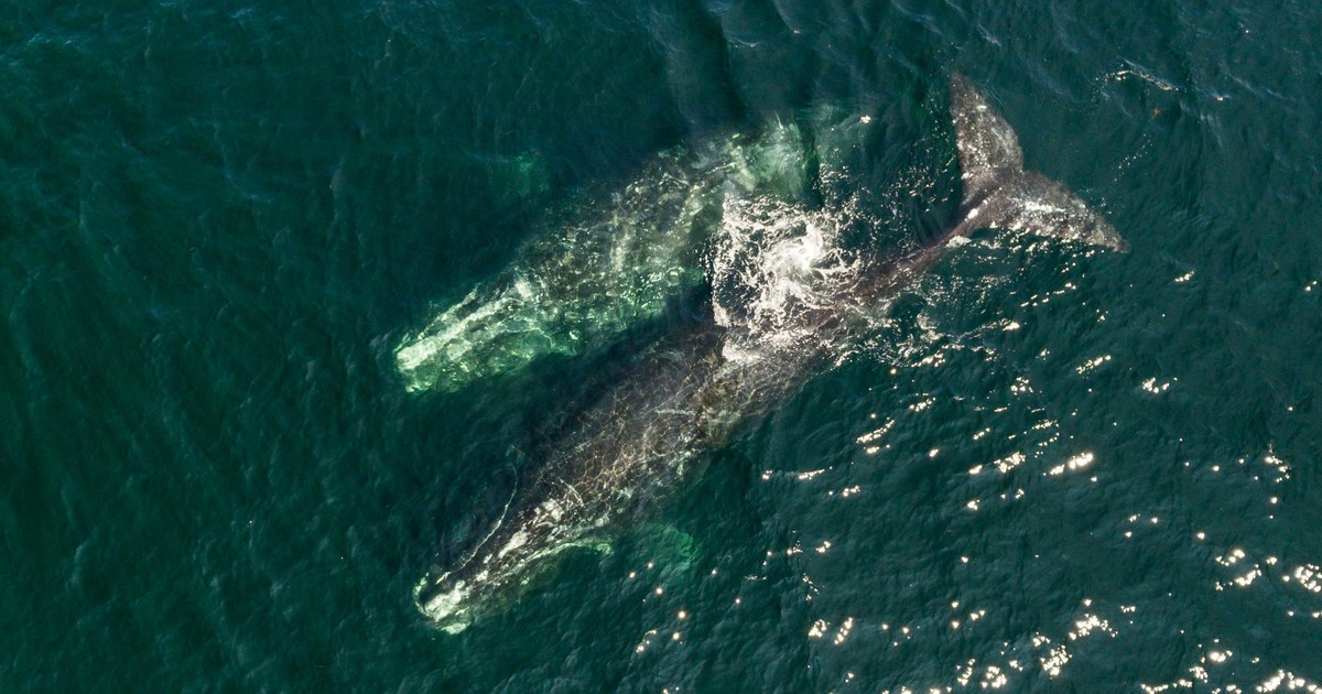 (未使用･未開封品)North Atlantic's Most Endangered Whales [DVD] North Atlantic's Most Endangered Whales [DVD]