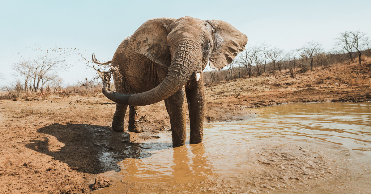 elephants flourish in massive Zimbabwe forest reserve