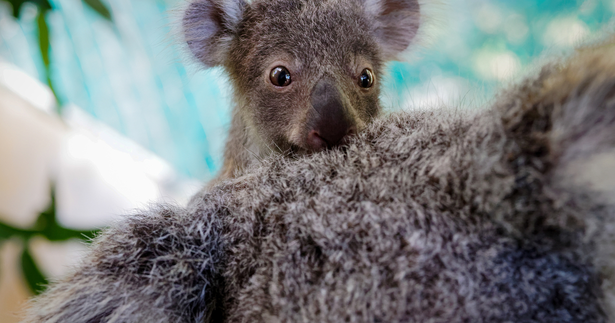 alles wat je moet weten over de baby koala