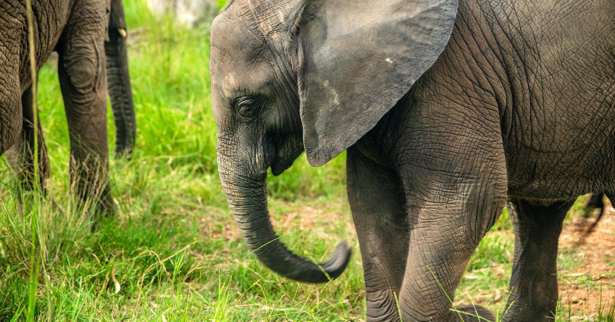 Elliot the orphaned elephant: A new beginning