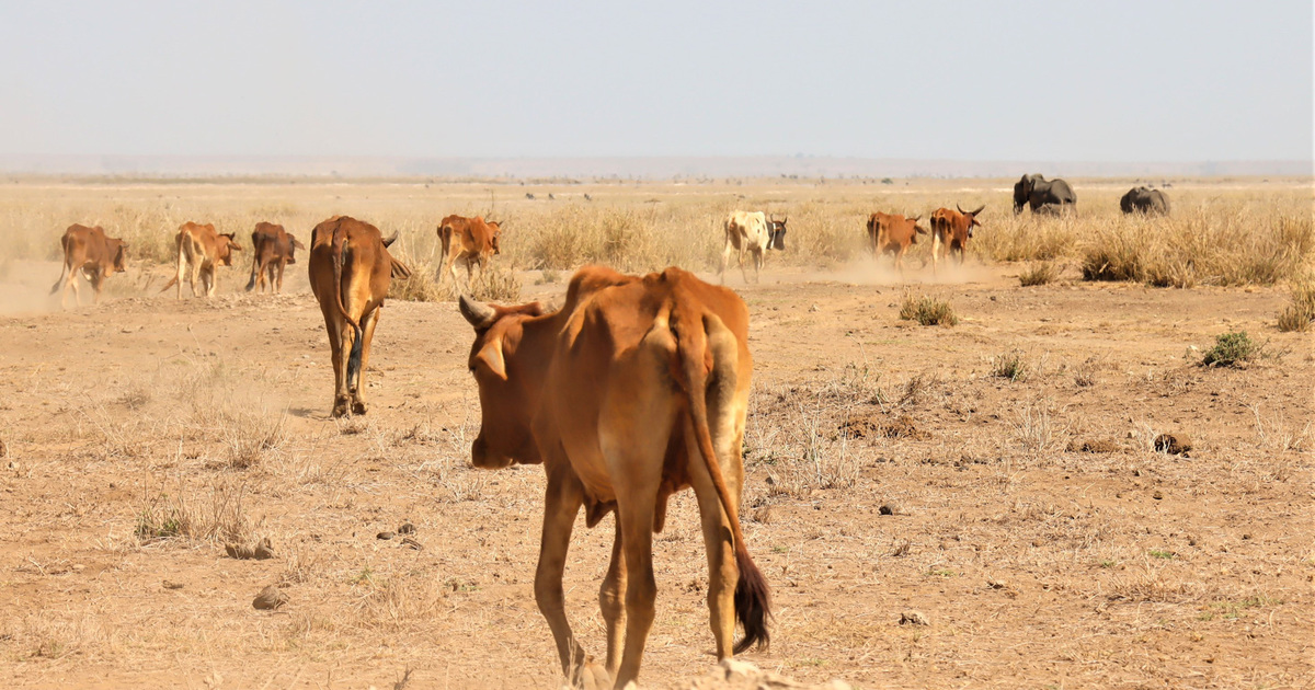 drought kills thousands of wild animals in Kenya