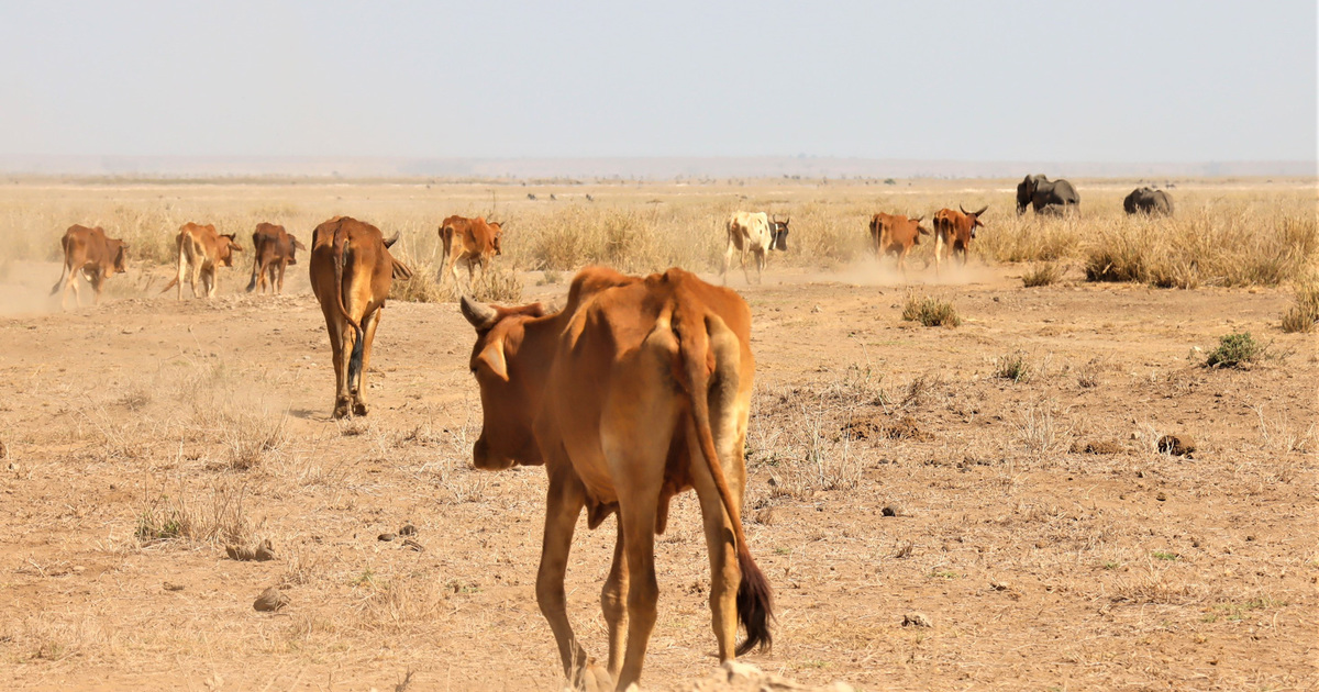 drought kills thousands of wild animals in Kenya - Vimarsana News