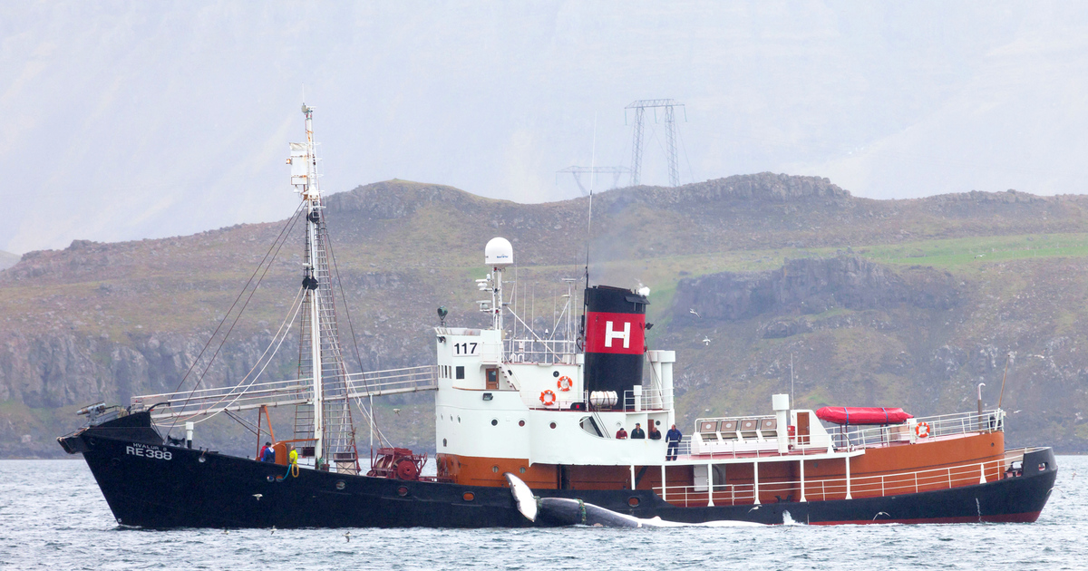 over 2,500 tonnes of whale meat en route to Japan from Iceland - Vimarsana News