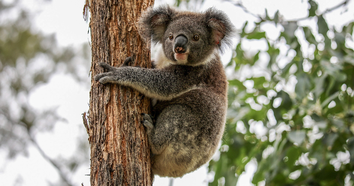 Liofilizada TREK'N EAT RAGOUT - Deportes Koala