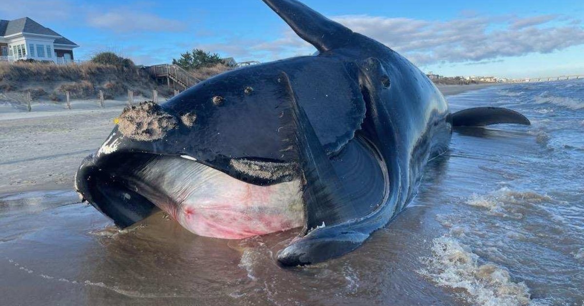 critically endangered North Atlantic right whale found dead