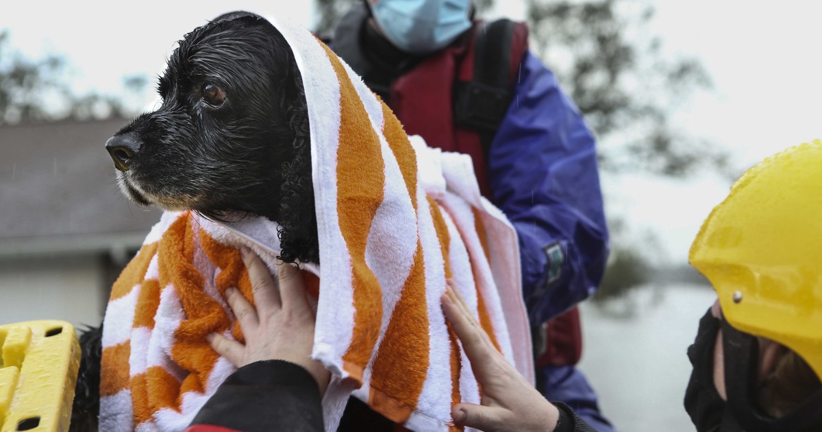 In the wake of Hurricane Ida, IFAW's Disaster Response team deploys | IFAW