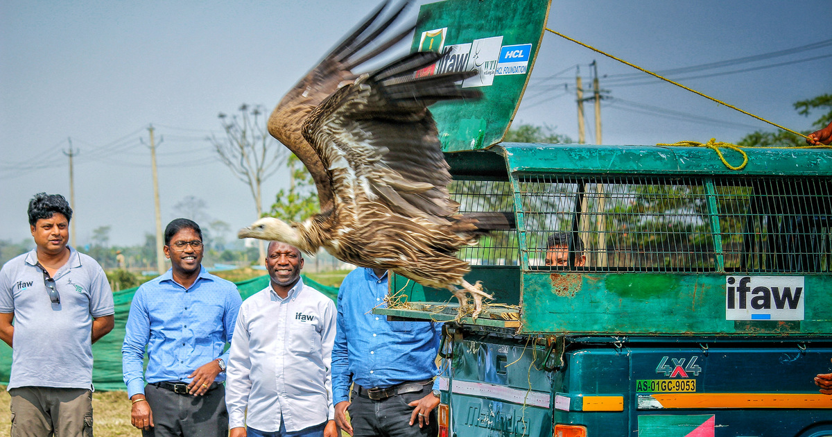 Vultures Poisoned In India Recover And Fly Back To The Wild