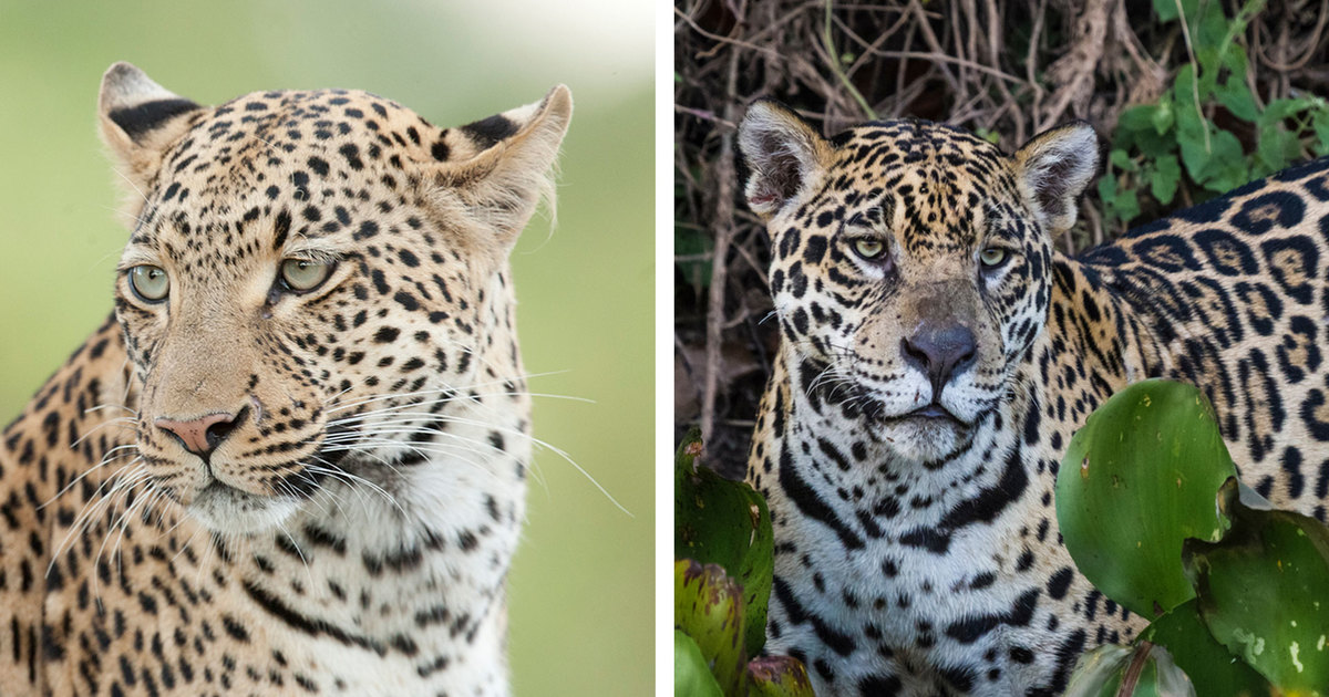 Wat Zijn De Verschillen Tussen De Luipaard En De Jaguar