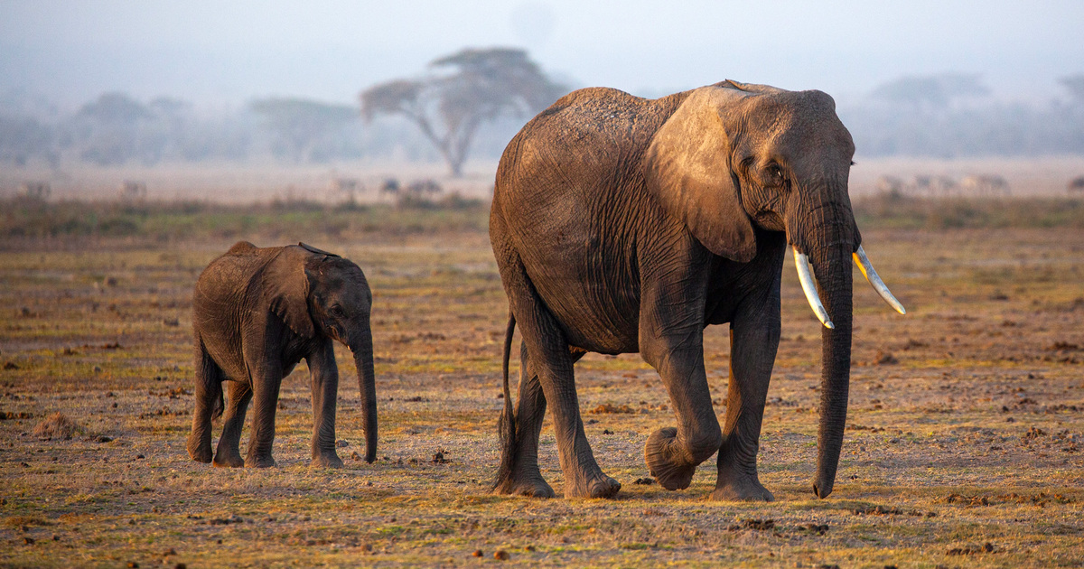 Kenya’s role in leading climate change discussions across Africa