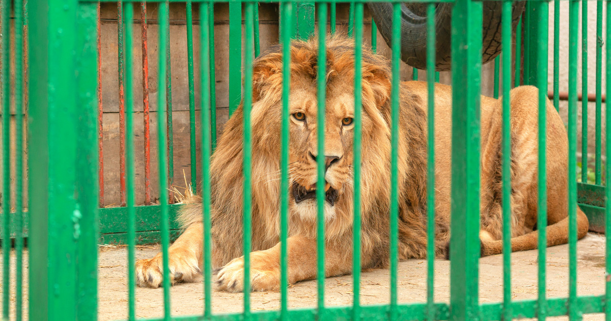 exotic wildlife trade rampant in Europe