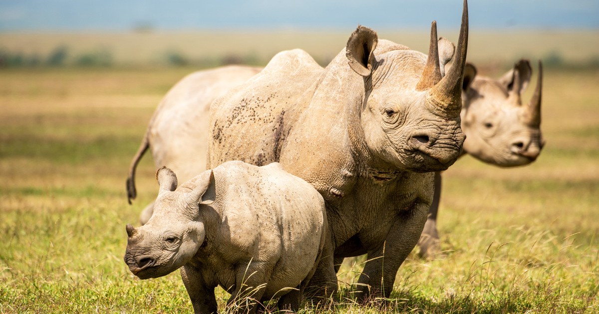 Black Rhino vs Great Rhino: ¿Cuál es la diferencia?
