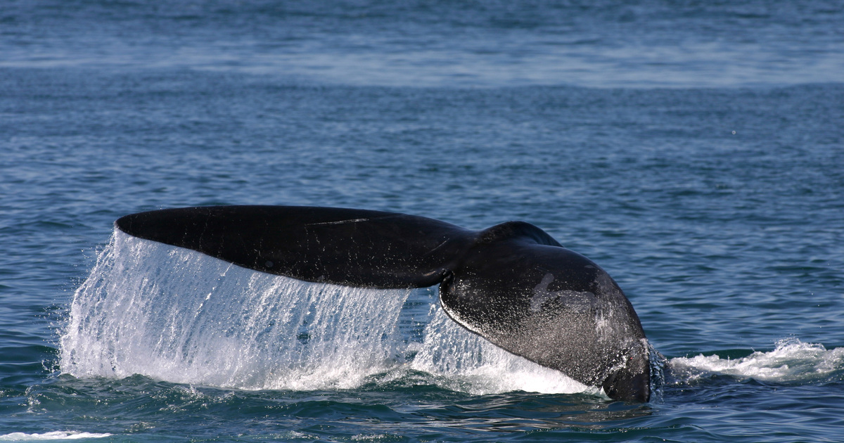 Warming Gulf of Maine imperils right whales