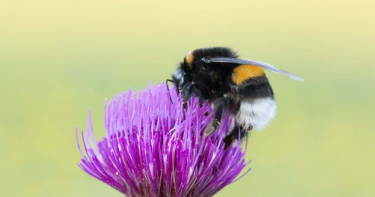 Bumblebees Bite Plants to Force Them to Flower (Seriously