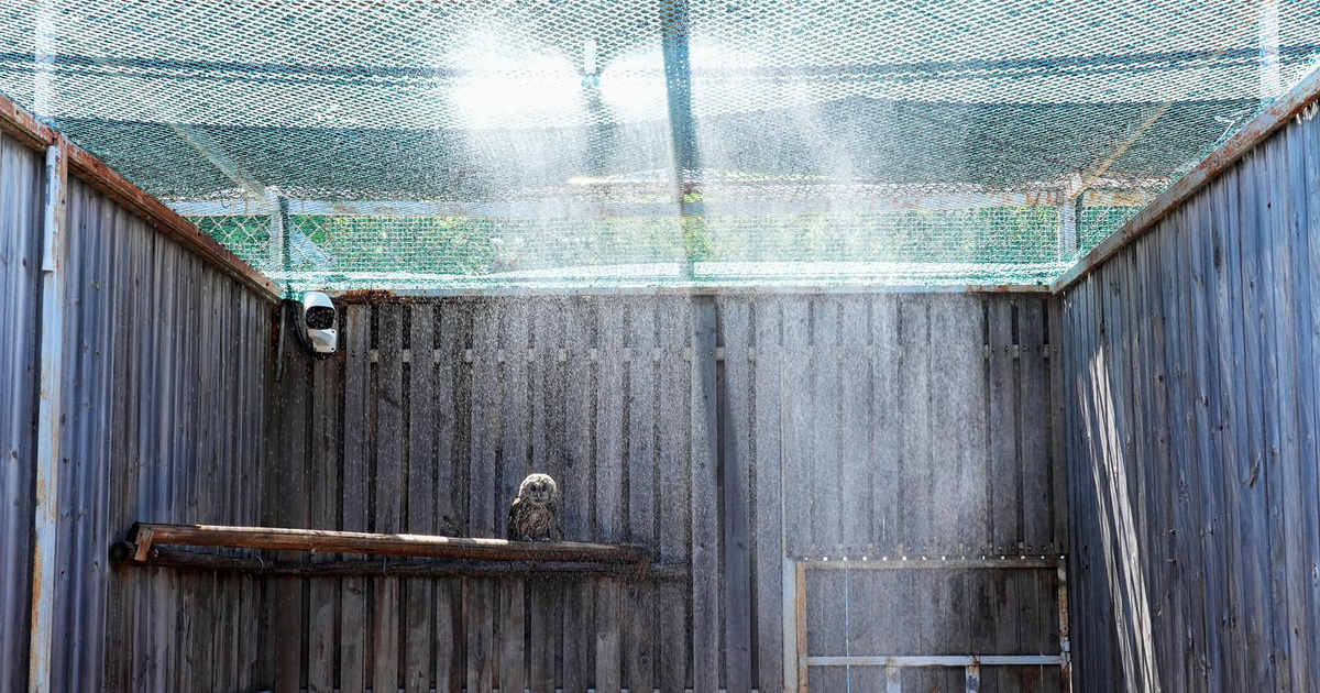Preserve Raptor Our innovative solutions help rescued raptors beat the summer hea