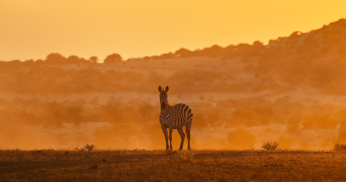 DÉFIS NATURE DES PETITS Savane
