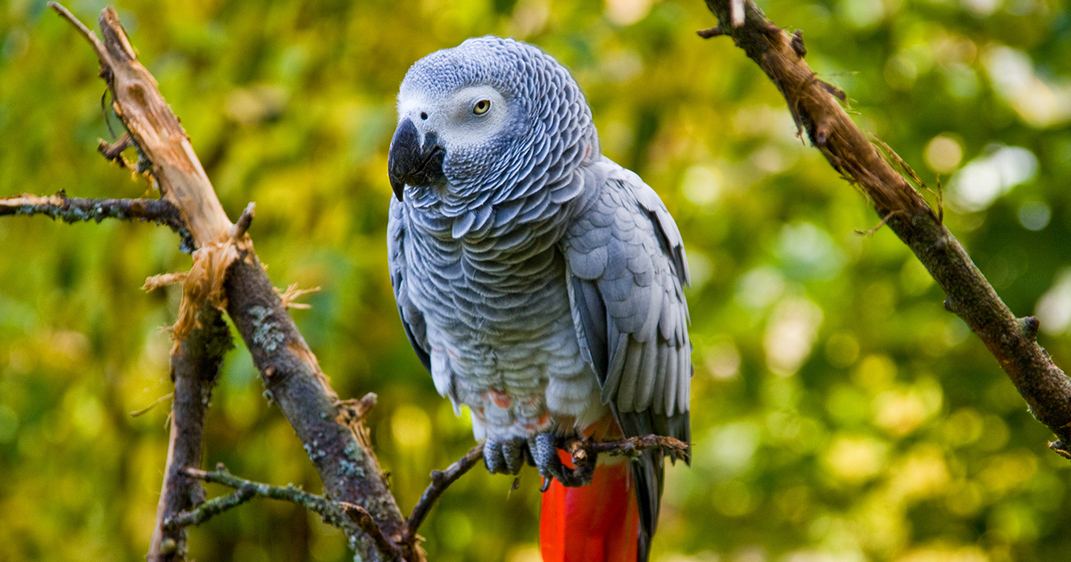 https://d1jyxxz9imt9yb.cloudfront.net/article/9324/meta_image/regular/Dreamstime_xxl_6701182---African-grey-parrot_reduced.jpg