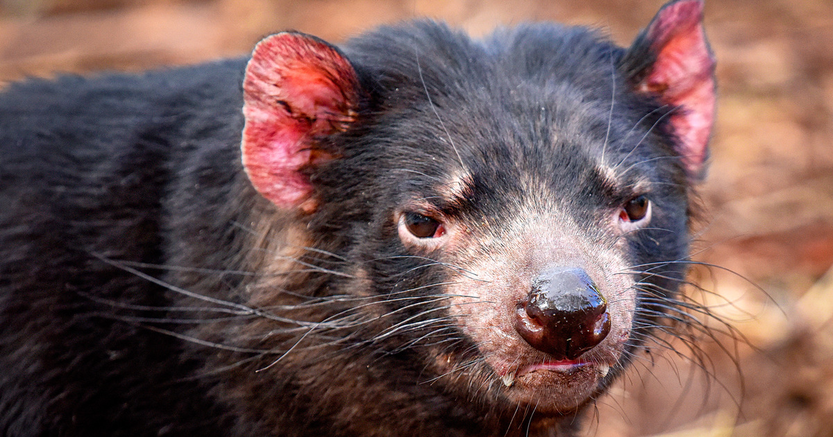 The Cute Creatures Found On Russia's Weird And Wonderful Regional