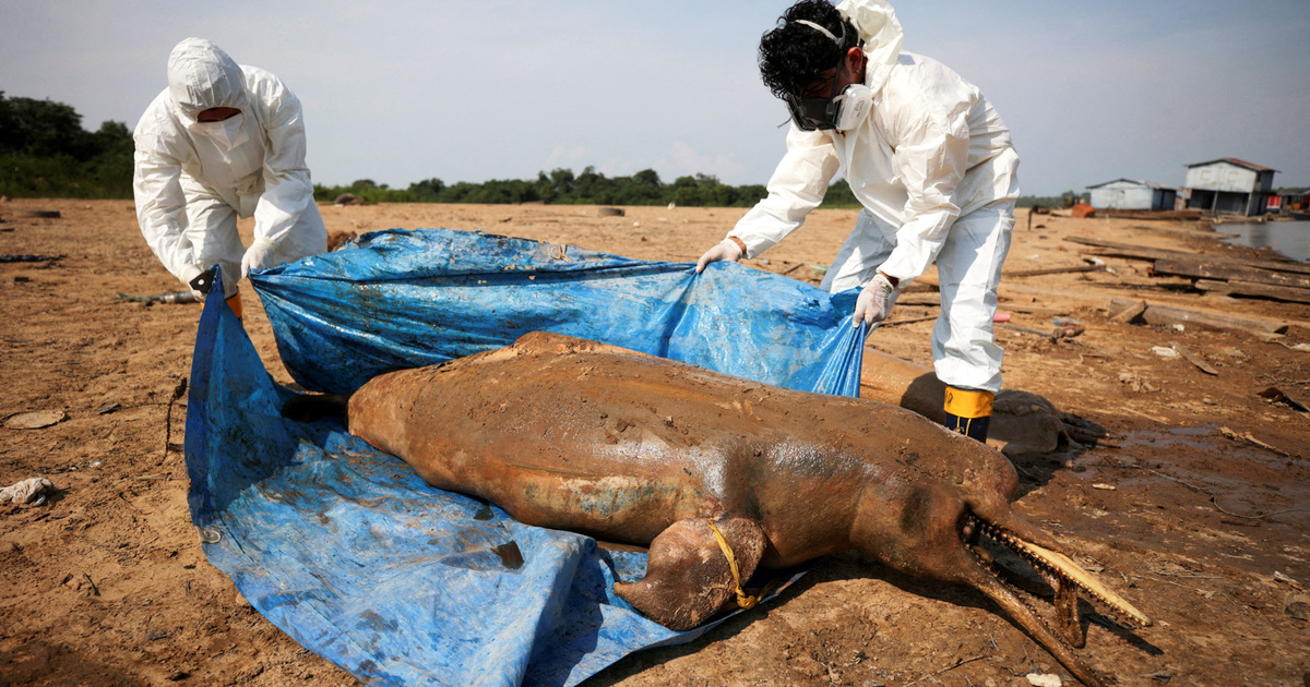 IFAW experts respond to hundreds of dolphins in the Amazon