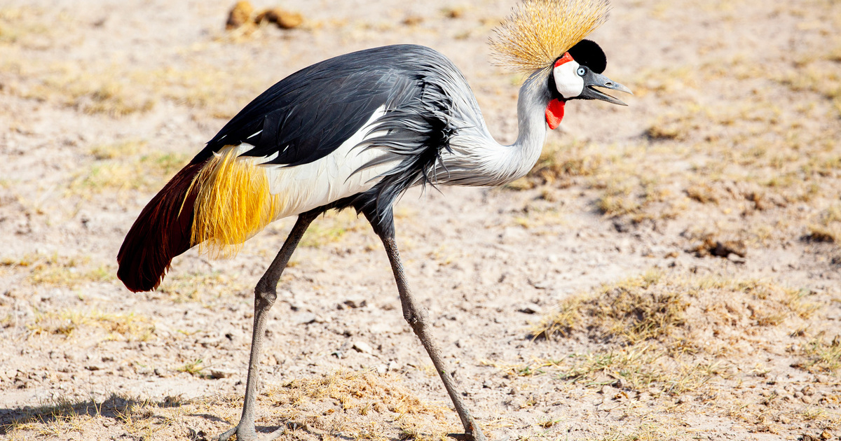 welke dieren leven in afrika