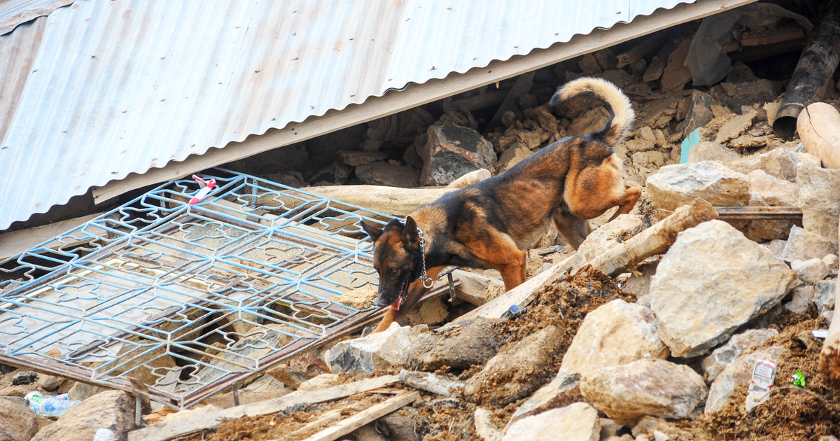 How disasters impact animals