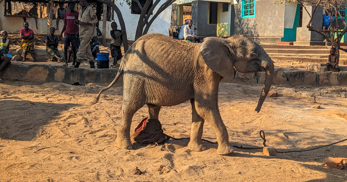 Elephant Leggings - Rescue The Elephants