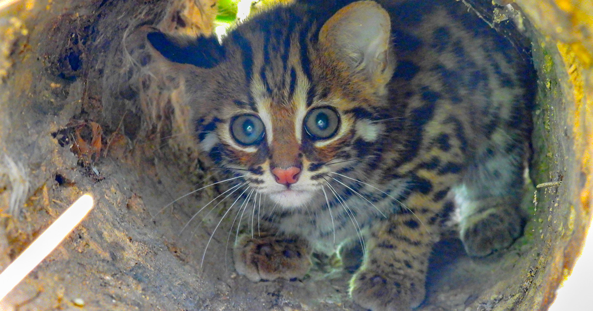 Leopard best sale cat cats